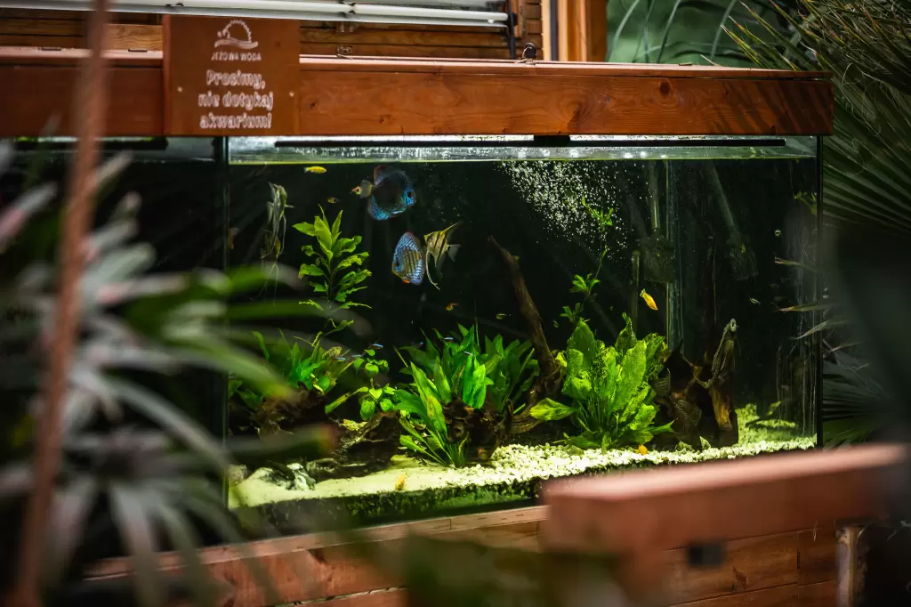 Jeżowa Woda Palmiarnia i SPA