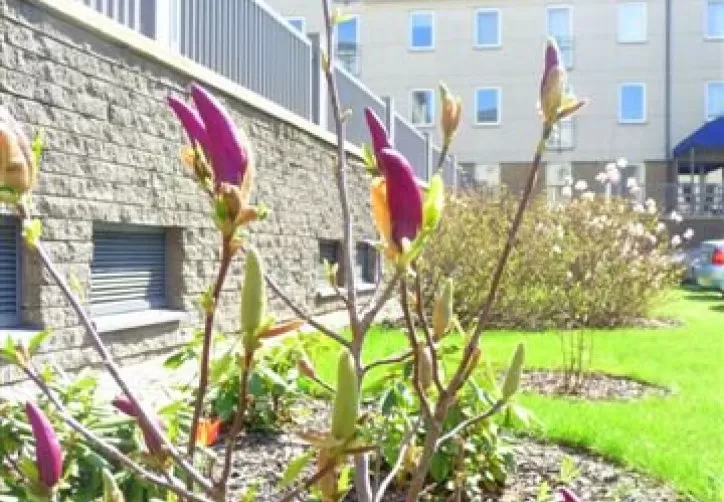 Kompleks Apartamentowy Magnolie